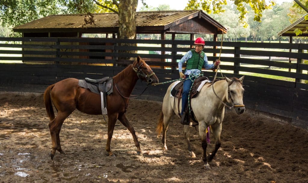 Ocala Florida Jockey and horses